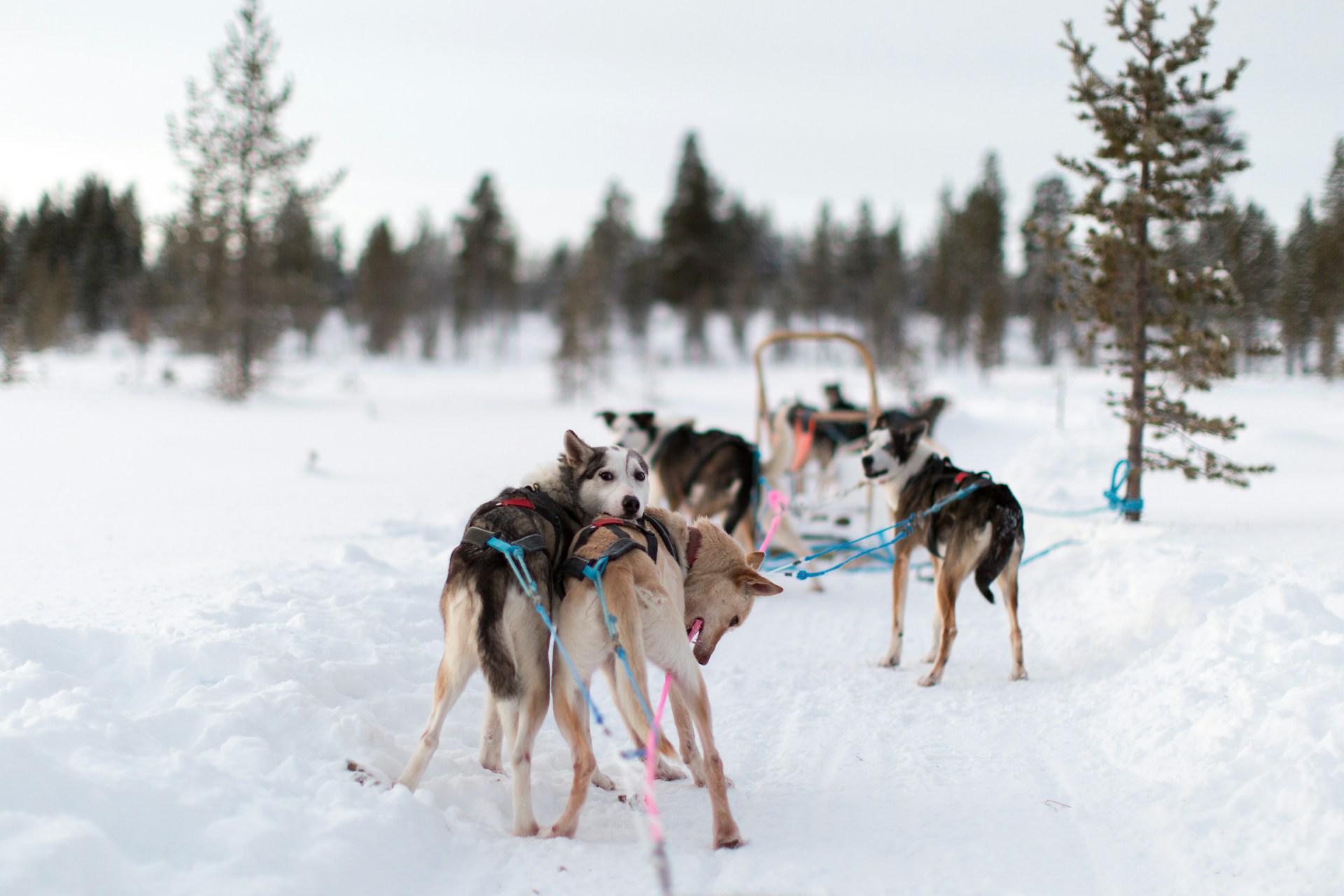 Discover the Magic of Lapland: Why it’s a Bucket List Must