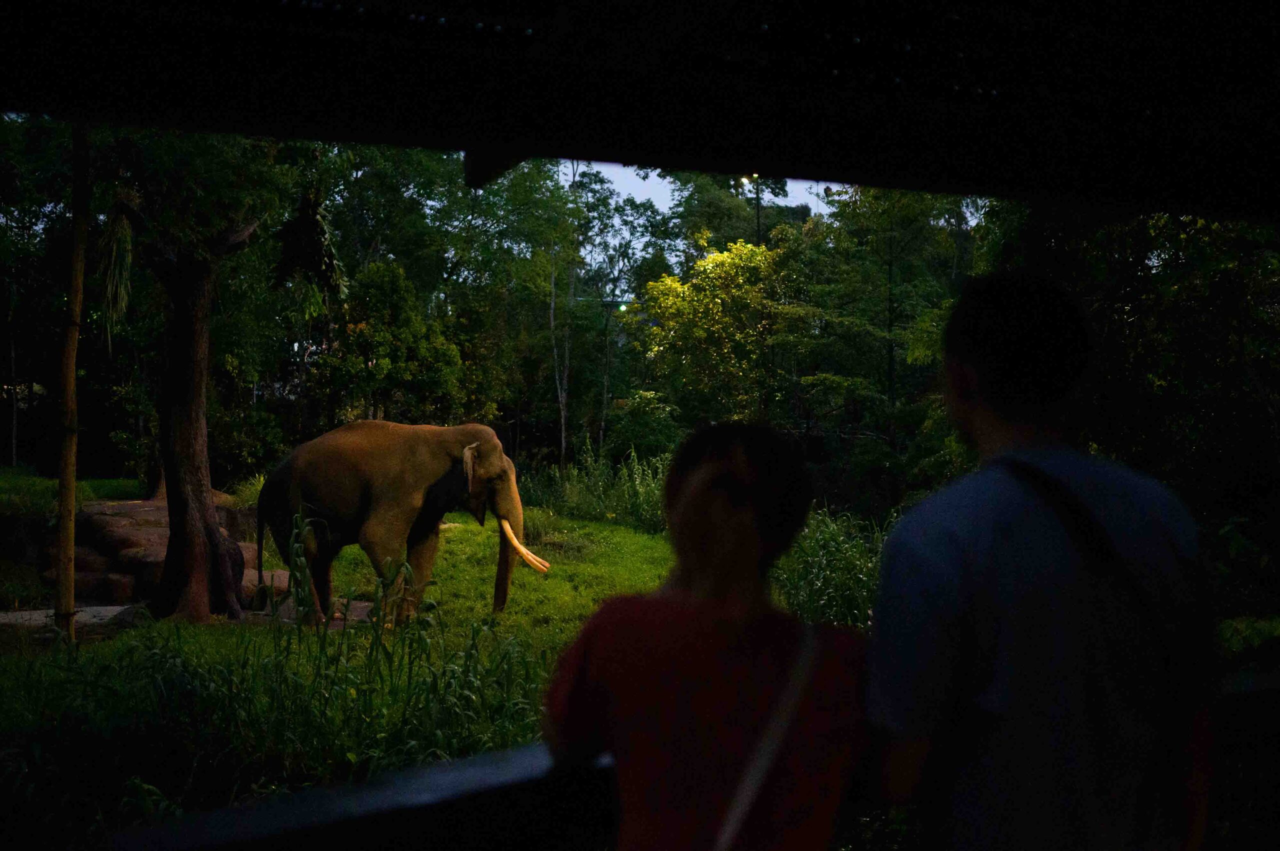 New Experiences at Mandai Wildlife Reserve: Night Safari’s New Trail And Singapore Zoo’s Upcoming Marine Coastal Exhibit with F&amp;B Hub