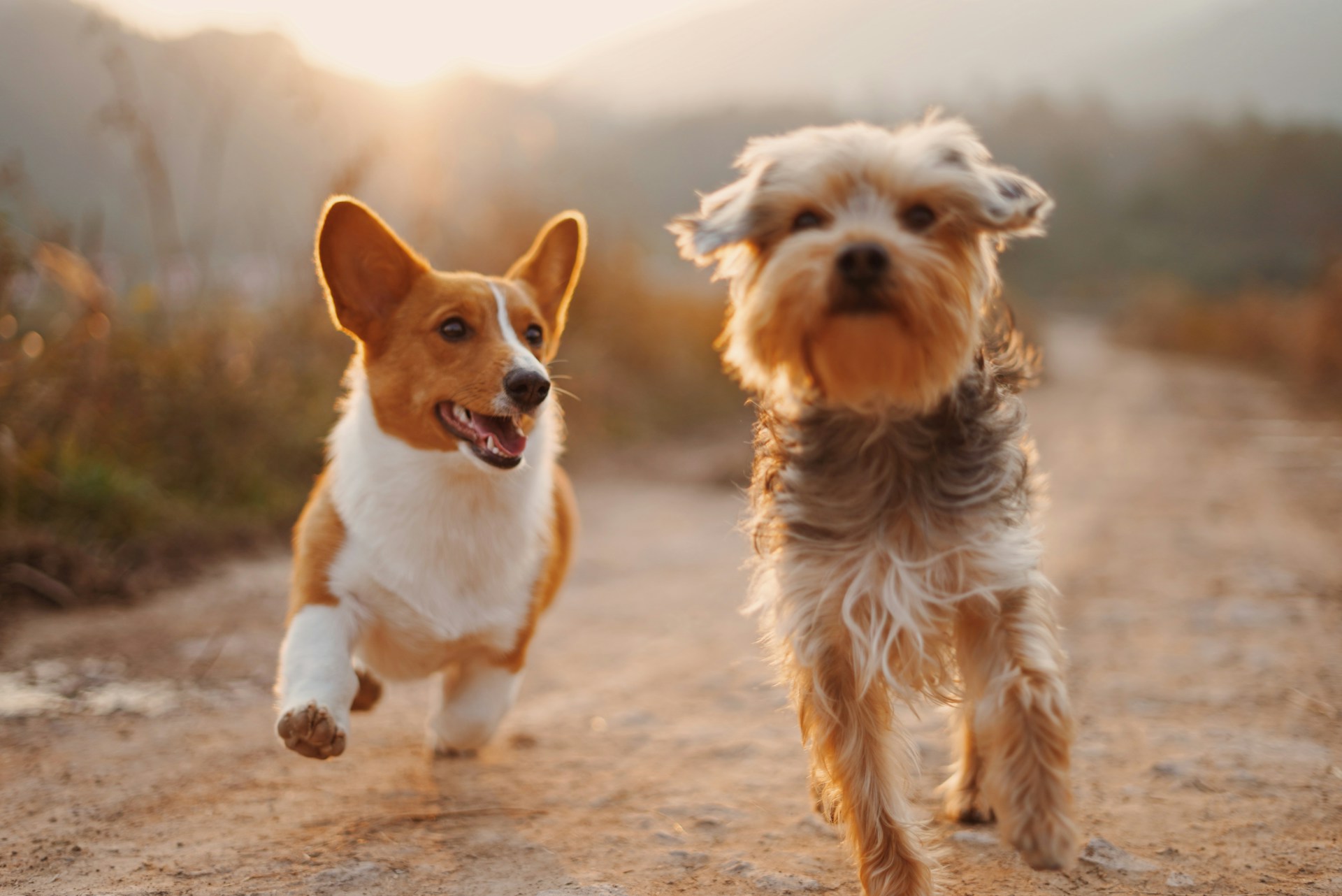 Pet-Proofing Your Garage: 7 Tips to Keep Your Pets Safe