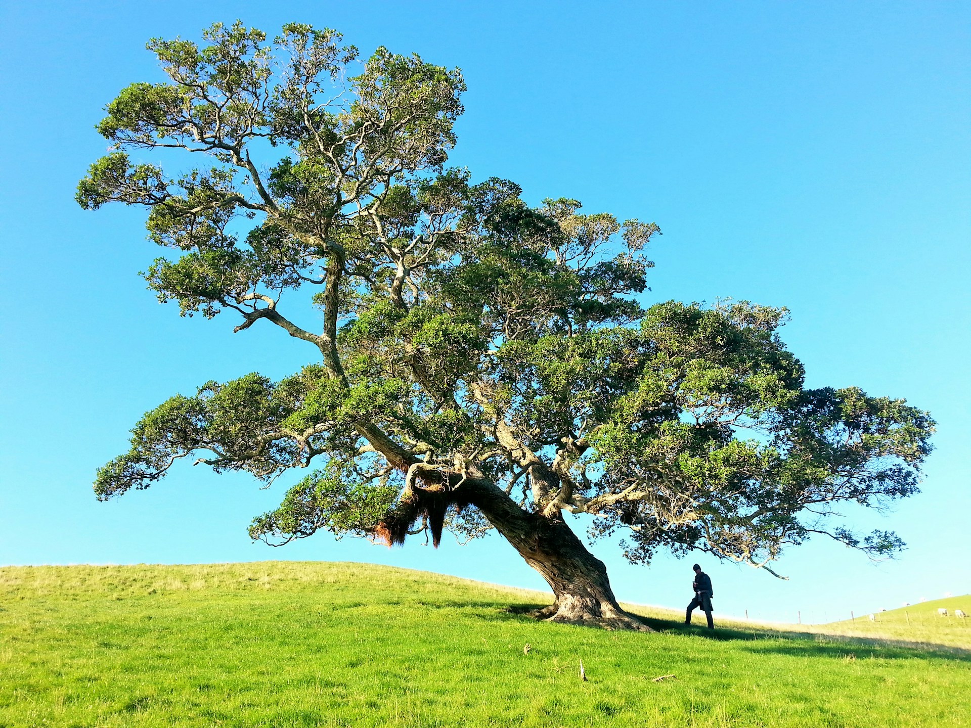 The Best Times of Year for Tree Lopping and Maintenance